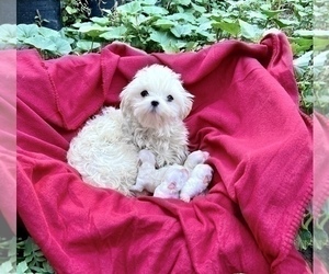 Mother of the Maltese puppies born on 02/01/2025