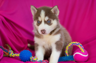 Siberian Husky Puppy for sale in KENT, OH, USA