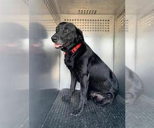 Labrador Retriever Dogs for adoption in Corpus Christi, TX, USA