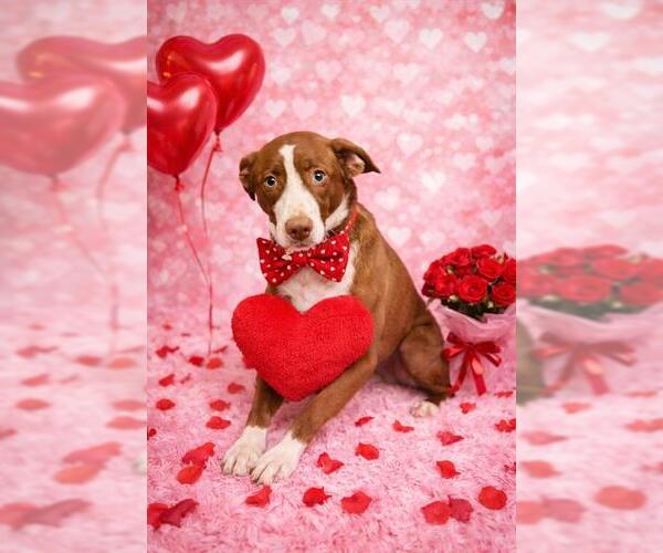 Medium Photo #2 Labrador Retriever Puppy For Sale in Globe, AZ, USA