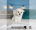 Small Photo #14 Maltese Puppy For Sale in COOKEVILLE, TN, USA