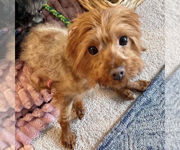 Medium Photo #1 Poodle (Miniature)-Unknown Mix Puppy For Sale in Spring Lake, NC, USA