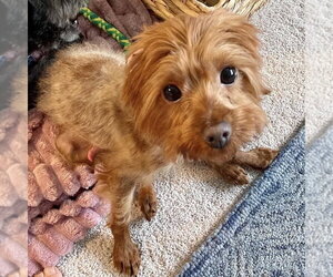 Poodle (Miniature)-Unknown Mix Dogs for adoption in Spring Lake, NC, USA