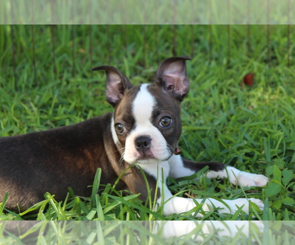 Medium Photo #7 Boston Terrier Puppy For Sale in BROOKSVILLE, FL, USA