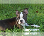 Small #6 Boston Terrier