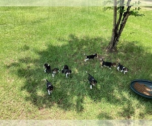 Beagle Puppy for Sale in COLDSPRING, Texas USA