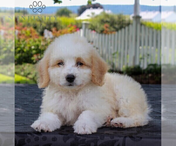 Medium Photo #6 Bernedoodle-Poodle (Miniature) Mix Puppy For Sale in NARVON, PA, USA