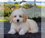 Small Photo #6 Bernedoodle-Poodle (Miniature) Mix Puppy For Sale in NARVON, PA, USA