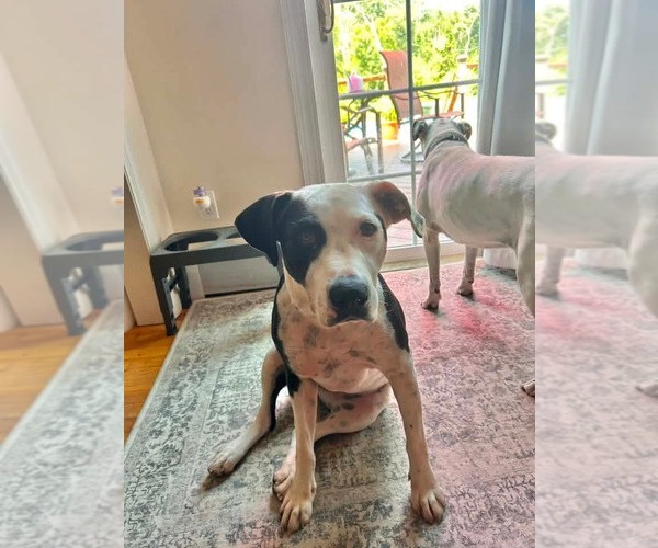 Medium Photo #11 Mutt Puppy For Sale in Rockaway, NJ, USA