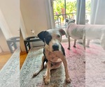 Small #10 Mutt