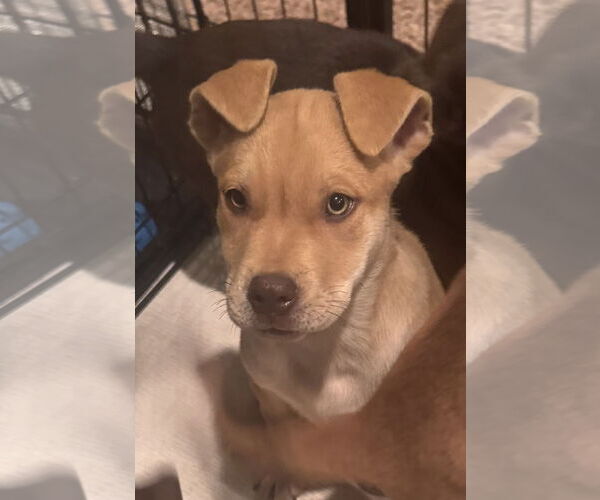 Medium Photo #6 Chocolate Labrador retriever-Unknown Mix Puppy For Sale in Pottstown, PA, USA