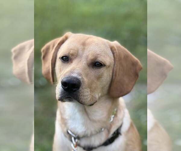 Medium Photo #1 Labralas Puppy For Sale in Attalka, AL, USA