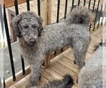 Small #5 Labradoodle