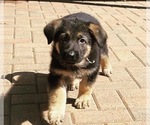 Small Photo #3 German Shepherd Dog Puppy For Sale in KENNESAW, GA, USA