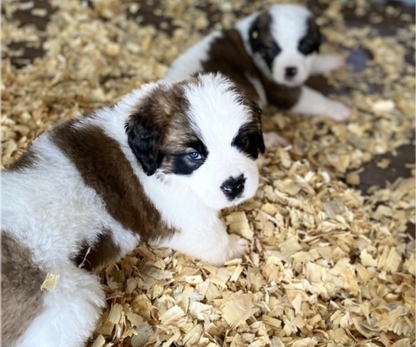 Medium Photo #2 Saint Bernard Puppy For Sale in PAPILLION, NE, USA