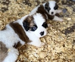 Small Photo #2 Saint Bernard Puppy For Sale in PAPILLION, NE, USA