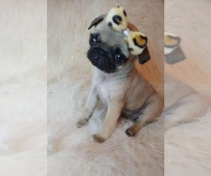 Pug Puppy for sale in INDIANAPOLIS, IN, USA