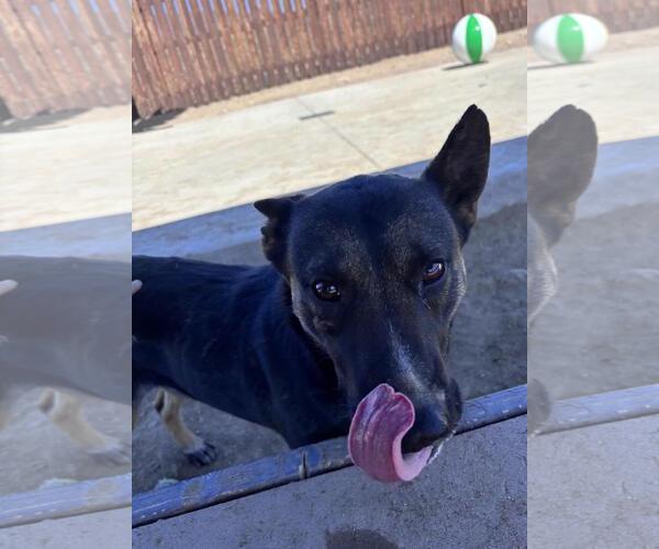 Medium Photo #3 German Shepherd Dog-Unknown Mix Puppy For Sale in Incline Village, NV, USA