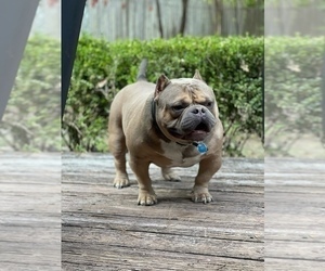 Father of the American Bully puppies born on 08/20/2021
