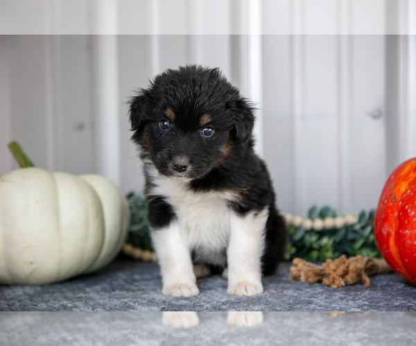 Medium Photo #1 Australian Shepherd Puppy For Sale in CAMDEN, MI, USA