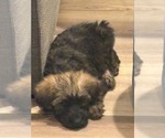 Small #1 Poodle (Standard) Mix