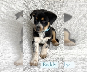 Border-Aussie Puppy for sale in HARTLAND, MI, USA