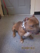 Small Photo #1 American Pit Bull Terrier Puppy For Sale in AKRON, OH, USA