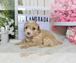 Image preview for Ad Listing. Nickname: ISLAMORADA