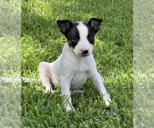Bull Terrier-Unknown Mix Dogs for adoption in Euless, TX, USA