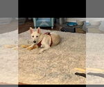 Small German Shepherd Dog