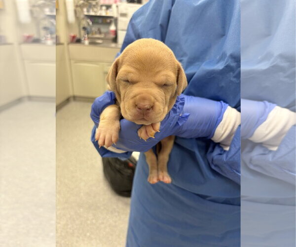 Medium Photo #7 Mutt Puppy For Sale in Sanford, FL, USA