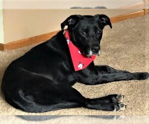 Micki - Female American Staffordshire Terrier-Unknown Mix Dog for Adoption - Photo #6