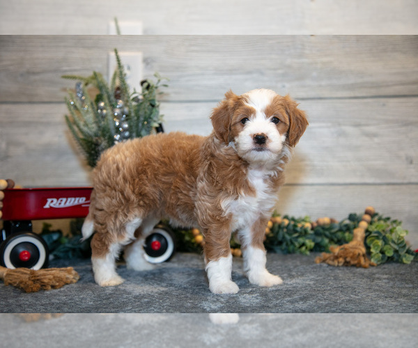 Medium Photo #1 Goldendoodle (Miniature) Puppy For Sale in MIDDLEBURY, IN, USA