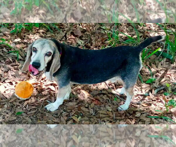 Medium Photo #5 Beagle Puppy For Sale in Dunnellon, FL, USA