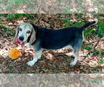 Small #4 Beagle