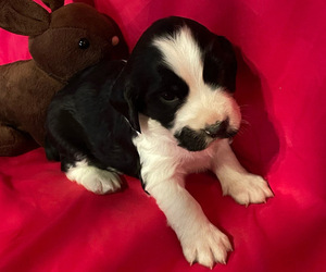 English Springer Spaniel Puppy for sale in GORMAN, CA, USA