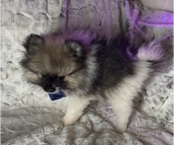 Medium Photo #5 Pomeranian Puppy For Sale in HARRISVILLE, MI, USA