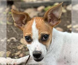 Chiweenie Dogs for adoption in Yardley, PA, USA