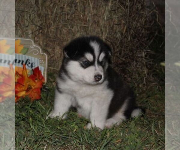 Medium Photo #3 Alaskan Malamute Puppy For Sale in CROGHAN, NY, USA