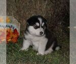Small #2 Alaskan Malamute