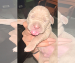 Small Photo #4 Neapolitan Mastiff Puppy For Sale in MIRAMAR, FL, USA