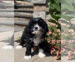 Small #4 Cavanese