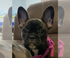 French Bulldog Puppy for sale in BRANDON, FL, USA