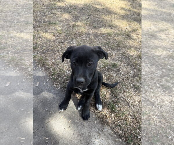 Medium Photo #6 Labrador Retriever-Unknown Mix Puppy For Sale in Fort Collins, CO, USA