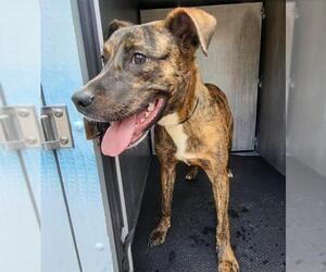 American Staffordshire Terrier-Unknown Mix Dogs for adoption in San Antonio, TX, USA
