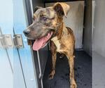 Small American Staffordshire Terrier Mix