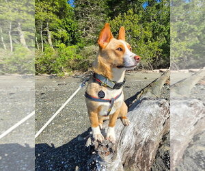 Mutt Dogs for adoption in Bellevue, WA, USA