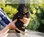 Puppy Bronzo Goldendoodle