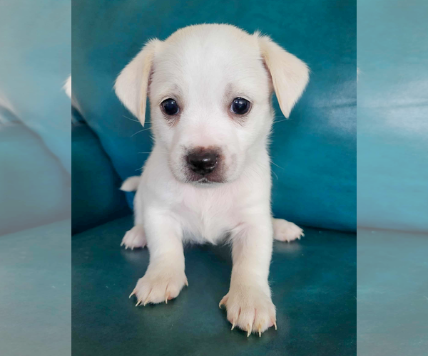 Medium Photo #1 Chihuahua-Unknown Mix Puppy For Sale in Corona, CA, USA