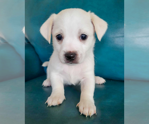 Chihuahua-Unknown Mix Dogs for adoption in Corona, CA, USA